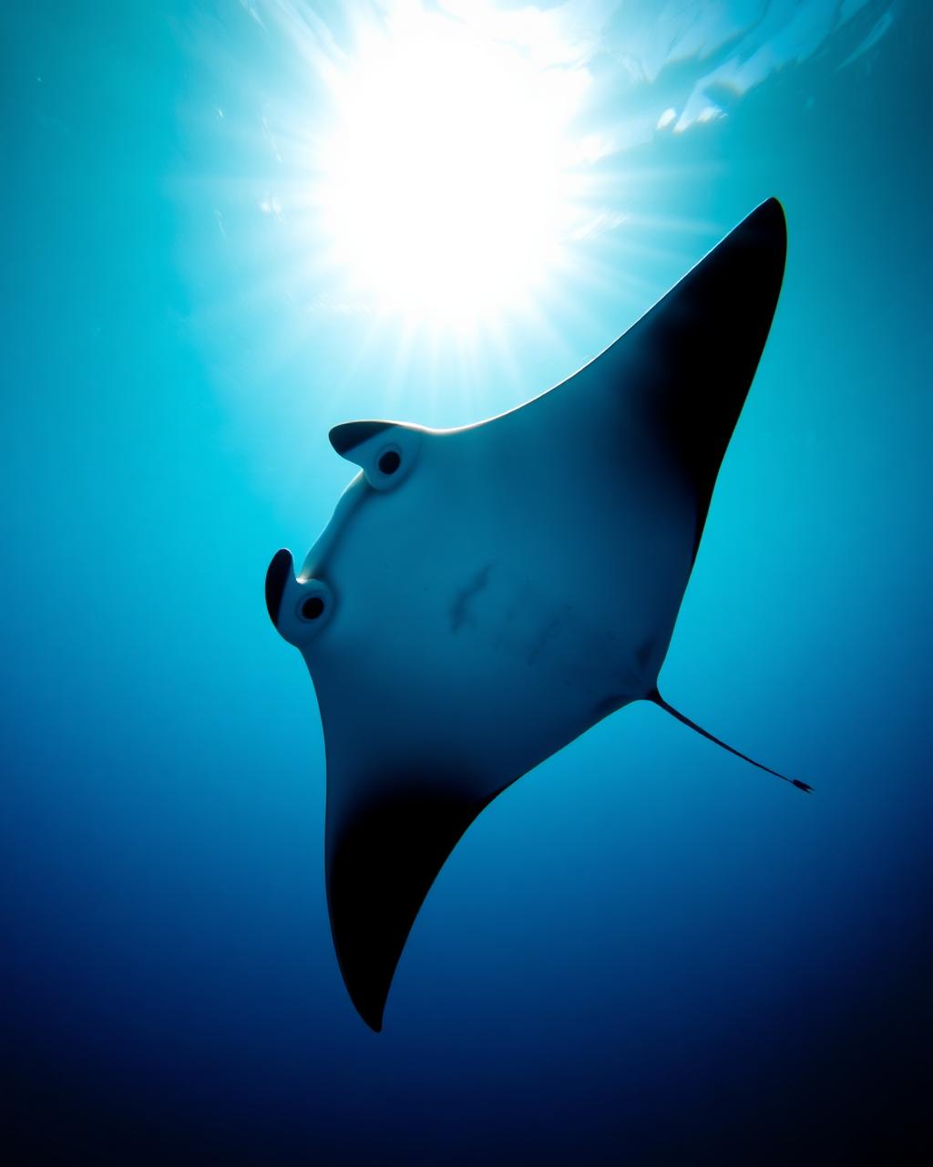 Sunburst Ballet — underwater fine-art print