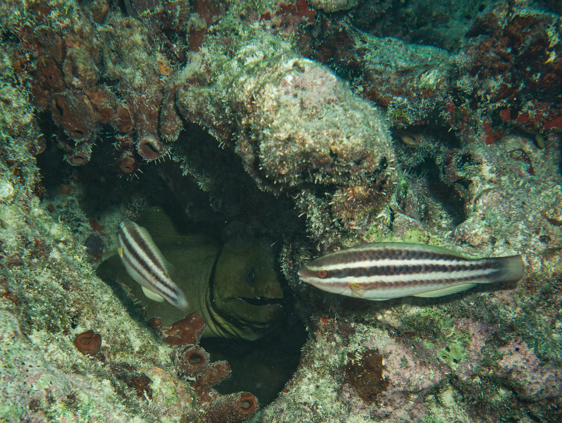Green Moray Eel — underwater fine-art print