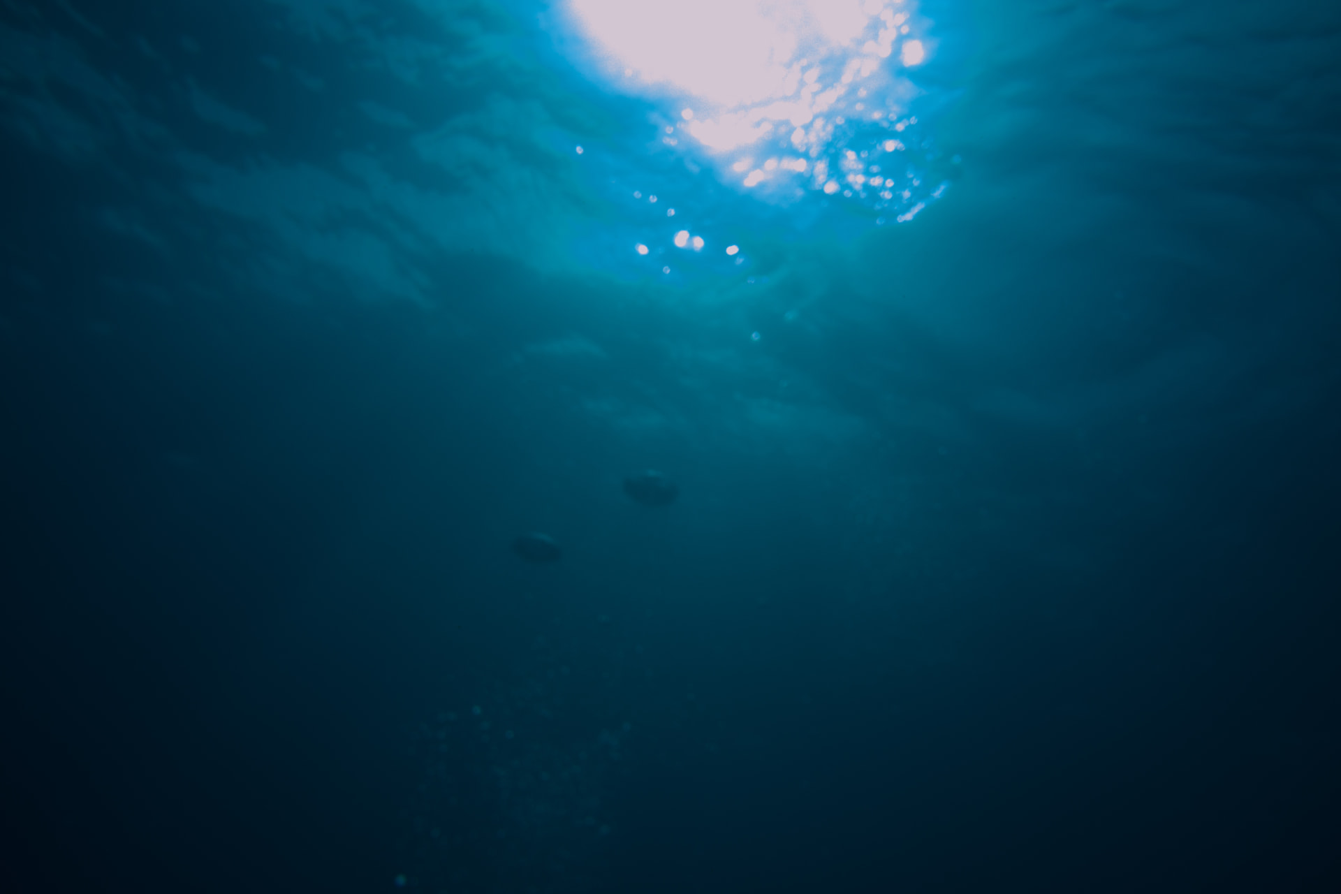 Into the Blue — underwater photography by Kaitlyn Stumbar