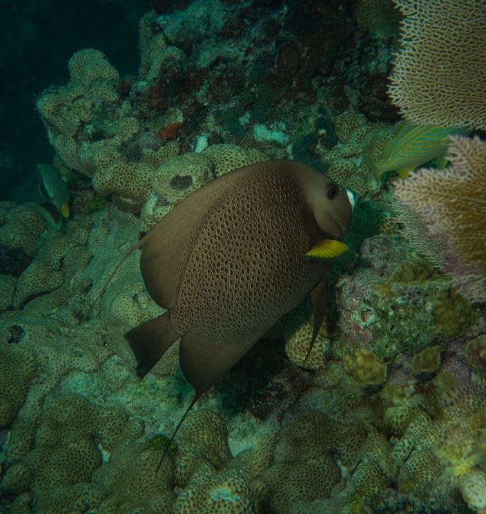 Grey Angelfish — underwater photography by Kaitlyn Stumbar