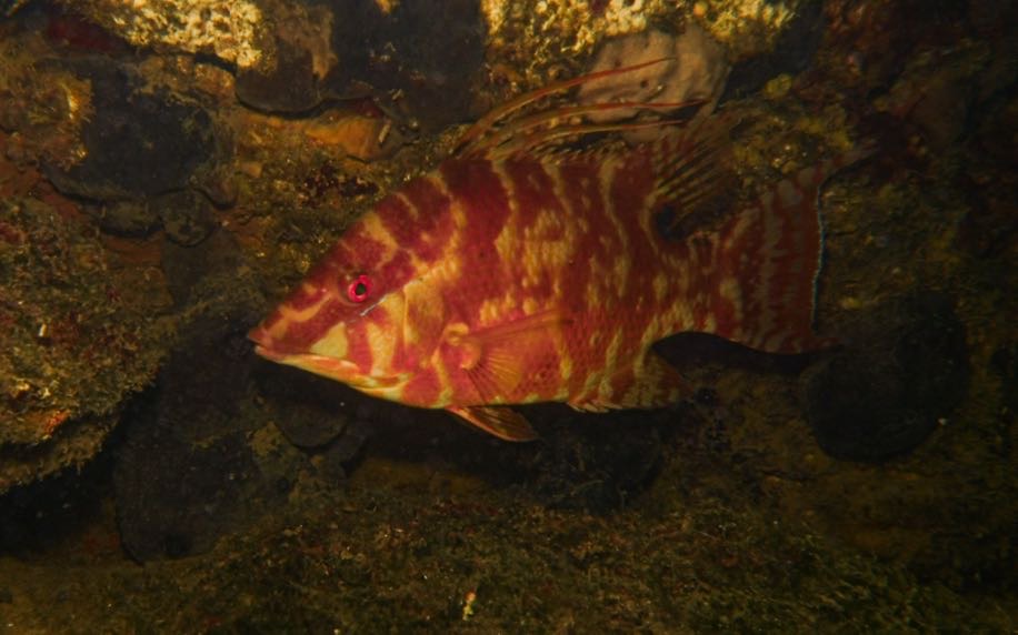 Spanish Hogfish — underwater fine-art print