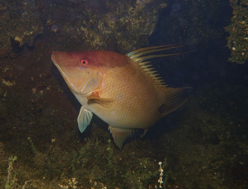 Hogfish at Rest — underwater photography by Kaitlyn Stumbar