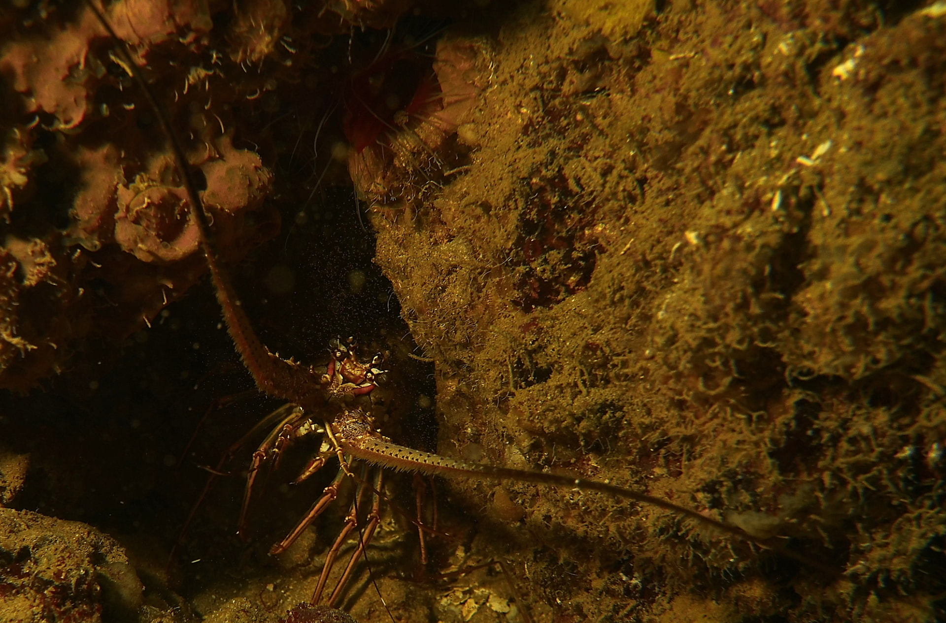 Spiny Lobster — underwater photography by Kaitlyn Stumbar