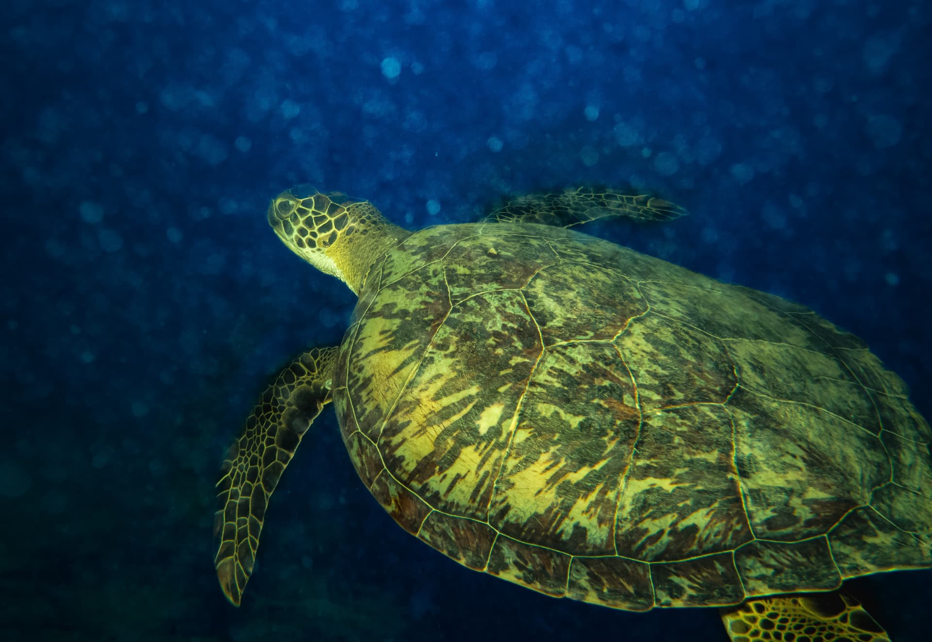 Green Sea Turtle — underwater fine-art print